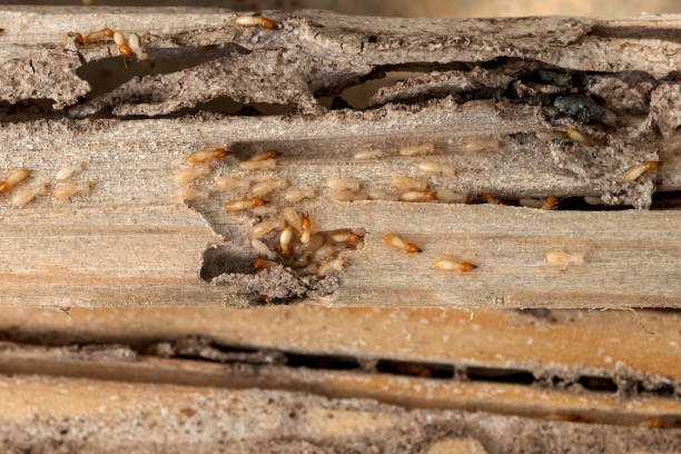 Best Termite Control Services  in Inez, TX