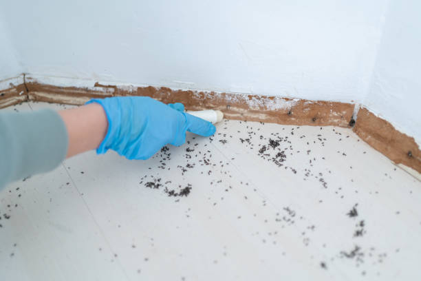 Wasp Removal Services in Inez, TX